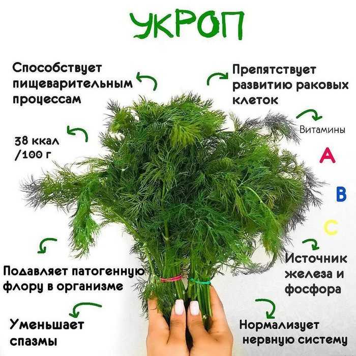 Укроп — польза и вред, лечебные свойства для организма, и в каких случаях он может навредит