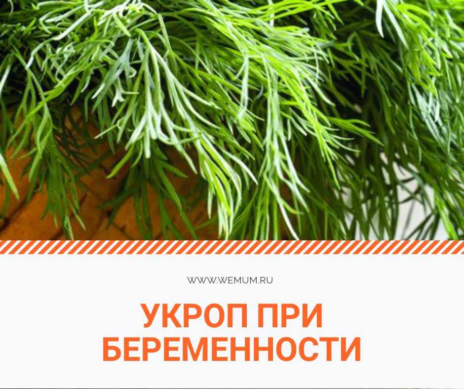 Чем полезен болгарский перец?
