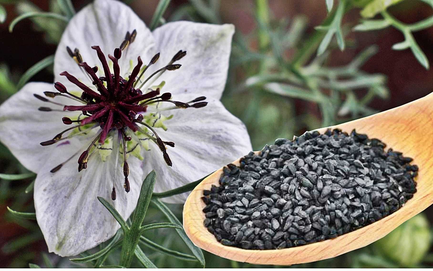 Черный тмин перевод. Nigella Sativa (Чернушка посевная). Чернушка посевная черный тмин. Калинджи специя. Калинджи черный тмин.