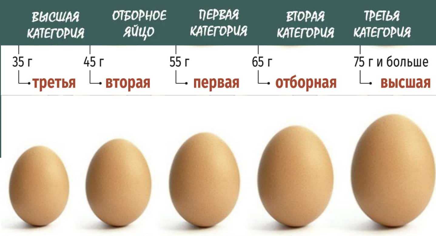 Сколько грамм в сыром яйце