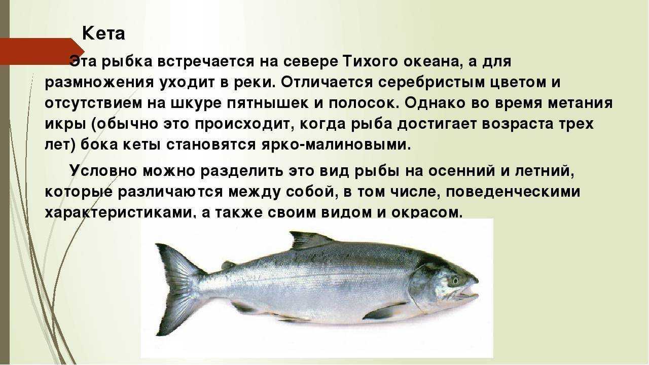 Польза форели - 105 фото и видео вкусных рецептов из форели