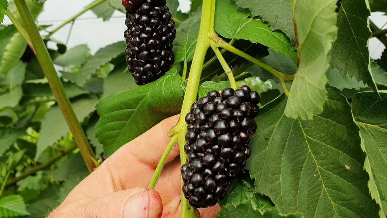 Ежевика фридом обрезка осенью