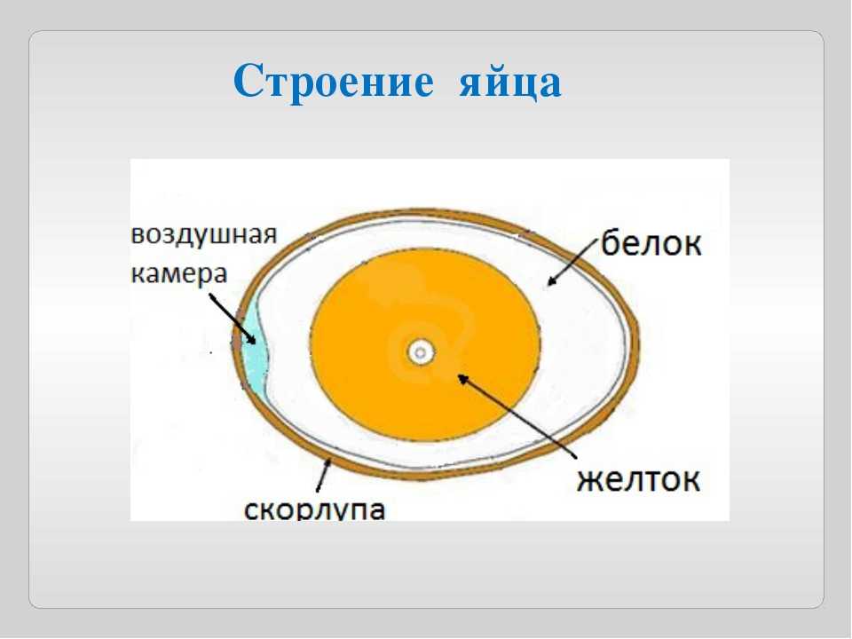 Яйцо куриное: калорийность на 100 г, белки, жиры, углеводы