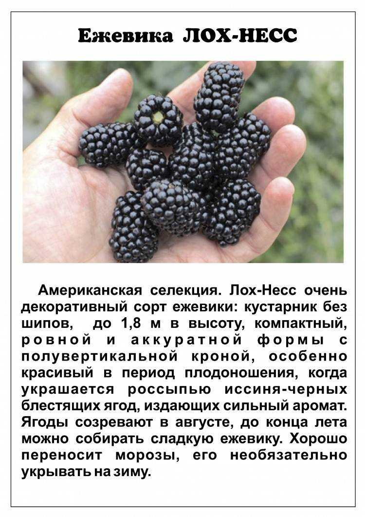 Ежевика коламбия стар (columbia star): описание сорта, фото, отзывы - агрономия