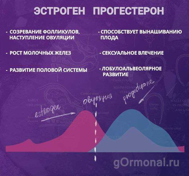 Крыжовник амла: выращивание и культивирование ягоды индии