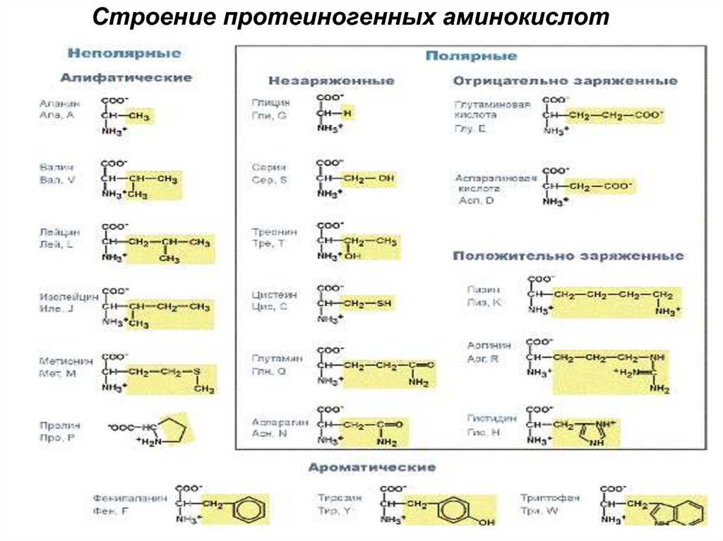 20 основных аминокислот: состав, виды и химические формулы