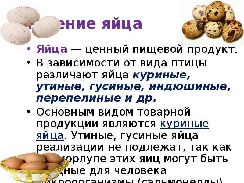 Продукты с высоким содержанием белка топ-20 - glamusha