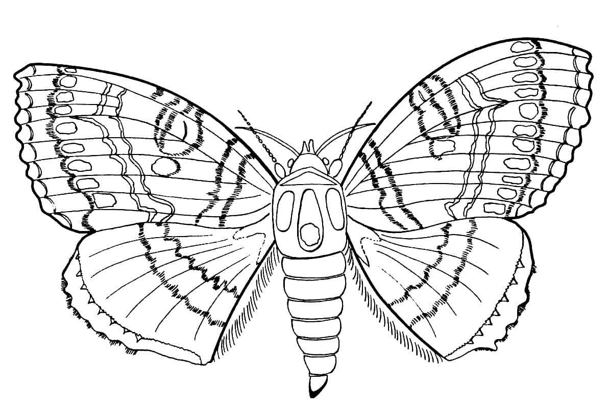Нарисовать насекомое бабочка