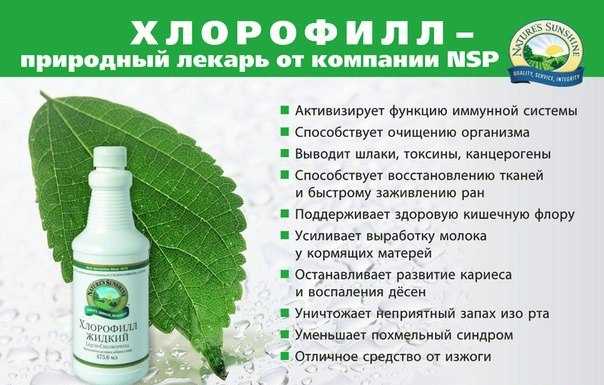 Хлорофилл