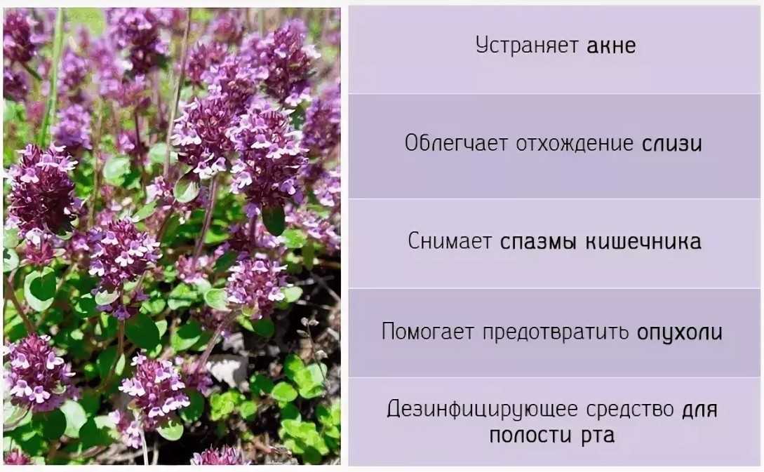 Чабрец фото растения и описание