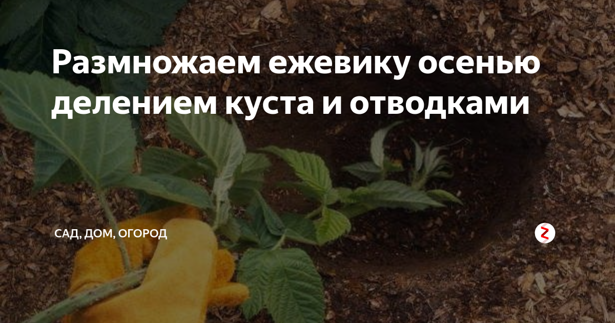 Ежевика: уход и выращивание, размножение и обрезка