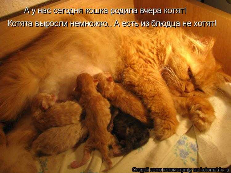 Фразы фитнес мотивации. доза мотивации: 8 мотивирующих цитат топ-моделей о спорте. | фитнес для похудения