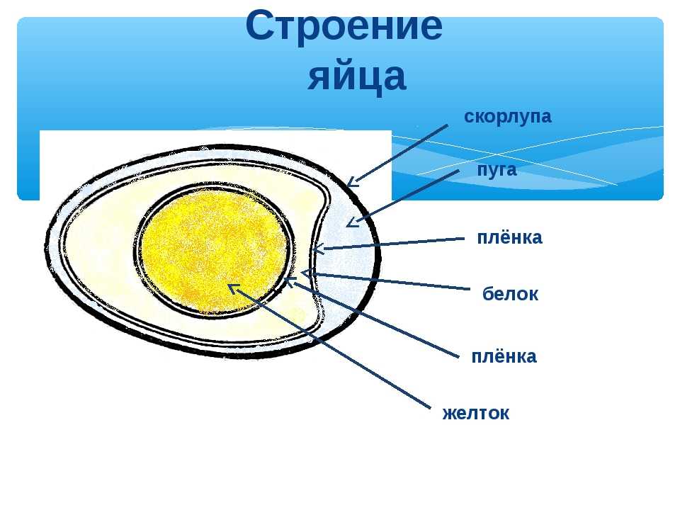 Строение яйца птицы схема