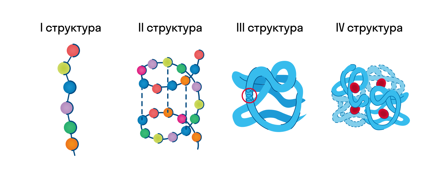 Первичная структура белка картинка