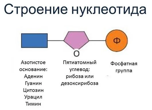 Схема строения нуклеотида общая формула