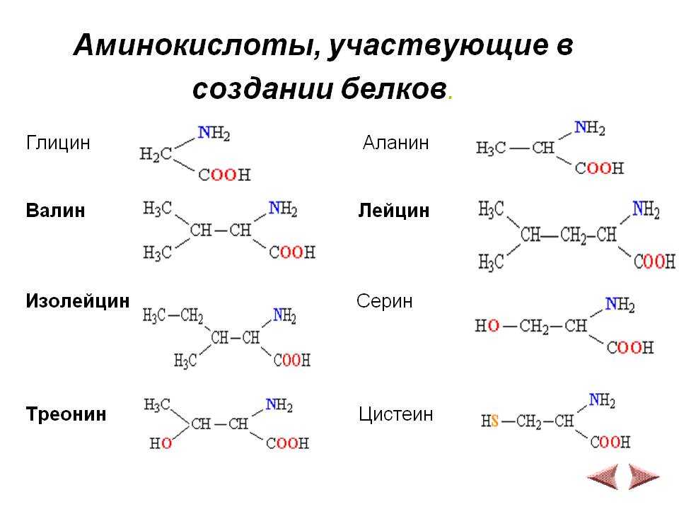 Пользуясь формулами аминокислот напишите схему образования любого трипептида выделите пептидые связи