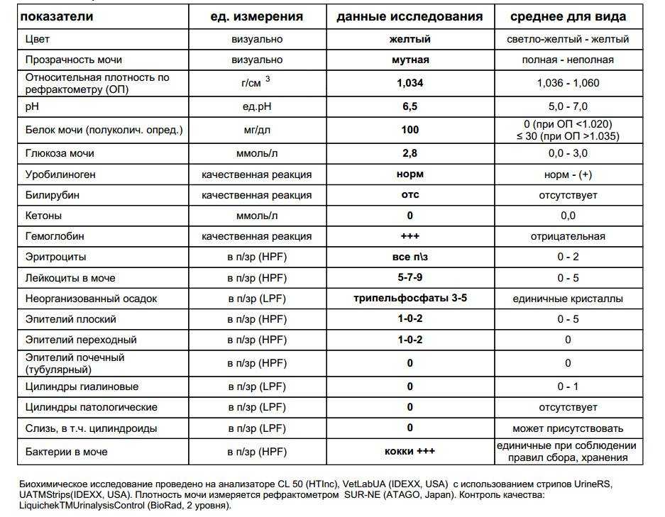 Белки плазмы крови — характеристики, расшифровка результатов * клиника диана в санкт-петербурге