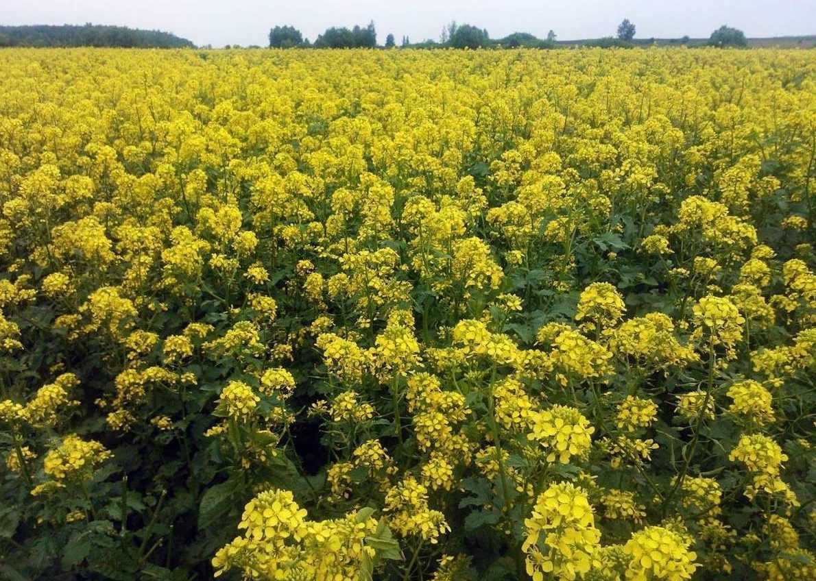 Что такое гликемический индекс продуктов и как его рассчитать?