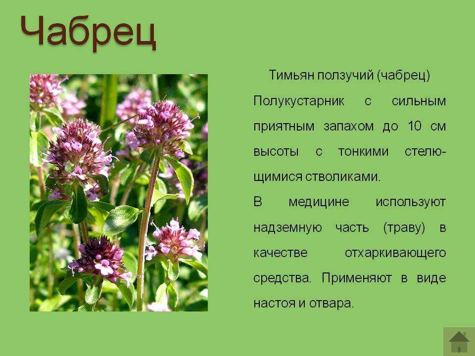 Чабрец