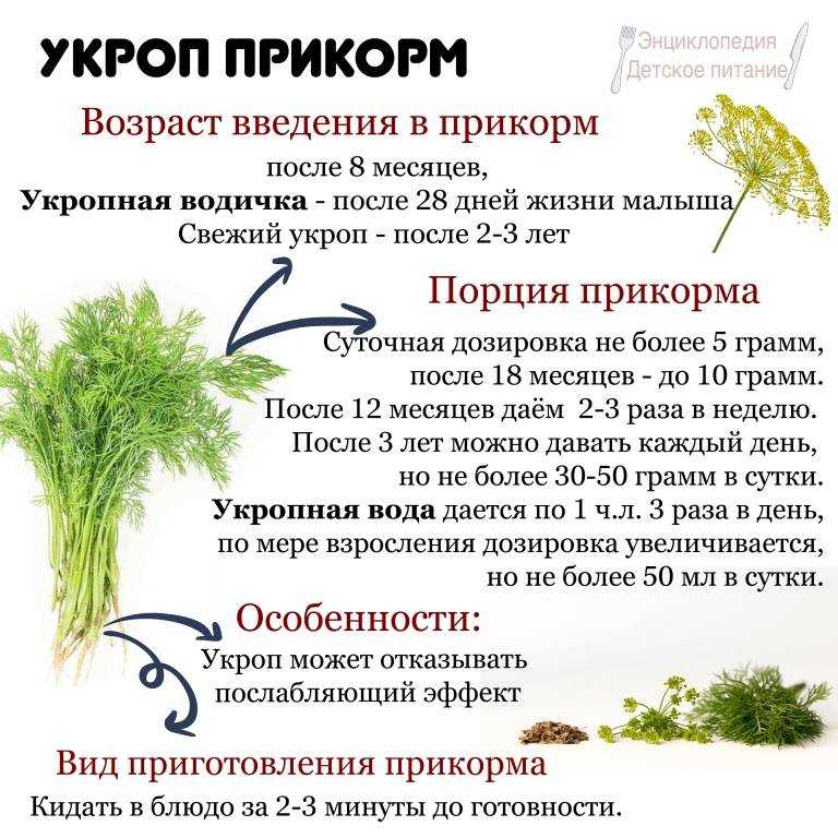 Укроп при беременности: польза и вред. можно ли укроп беременным? - onwomen.ru