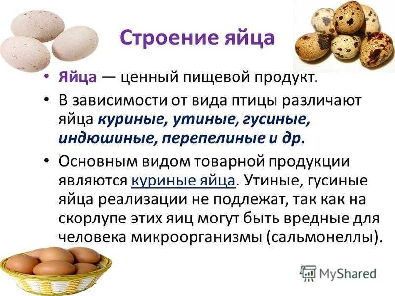 Биохимия - основные питательные вещества человека - 2016 год