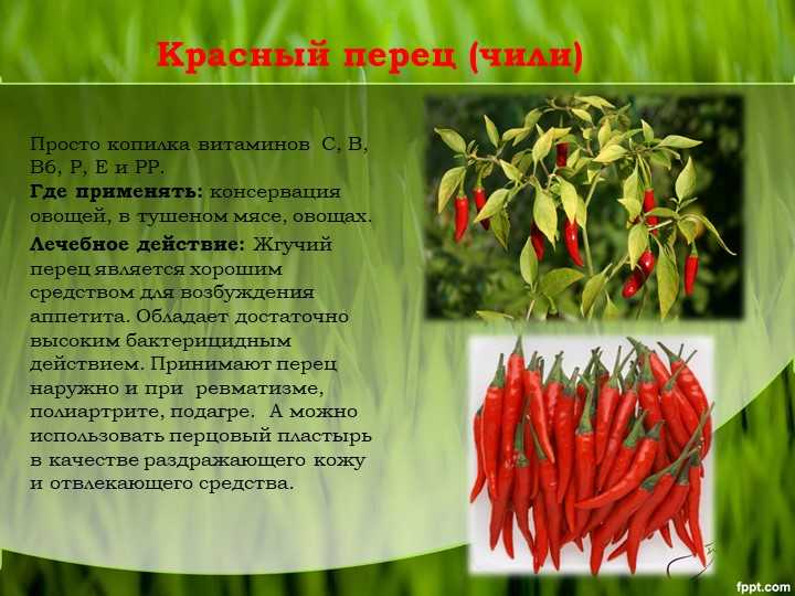 Польза и вред черного перца, а также способы его применения в кулинарии, косметологии и народной медицине