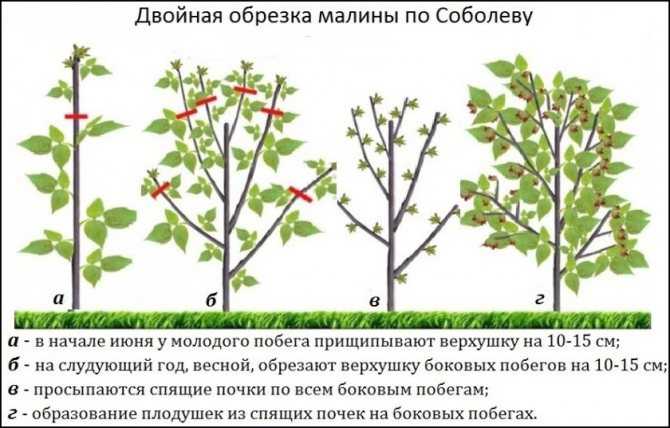 Как сажать ежевику схема