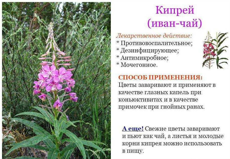 10 причин, по которым нужно пить иван чай беременным женщинам и при грудном вскармливании: полезные свойства при беременности, укрепление иммунитета и профилактика простудных заболеваний, вред и противопоказания, правила употребления